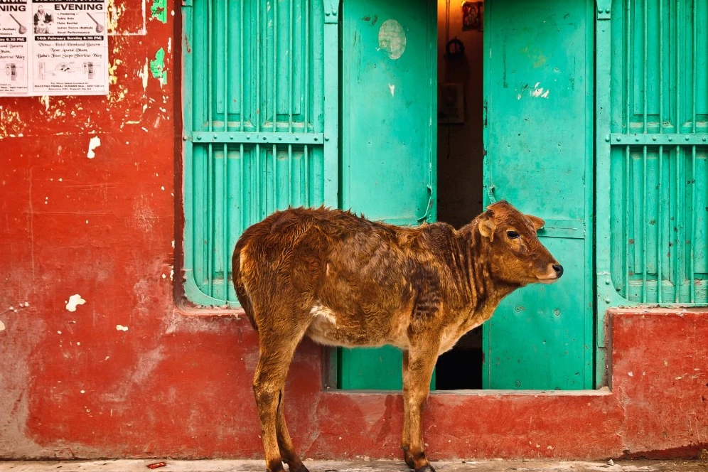 Cow Photo, Images and Pics 5 cow ki image bachada