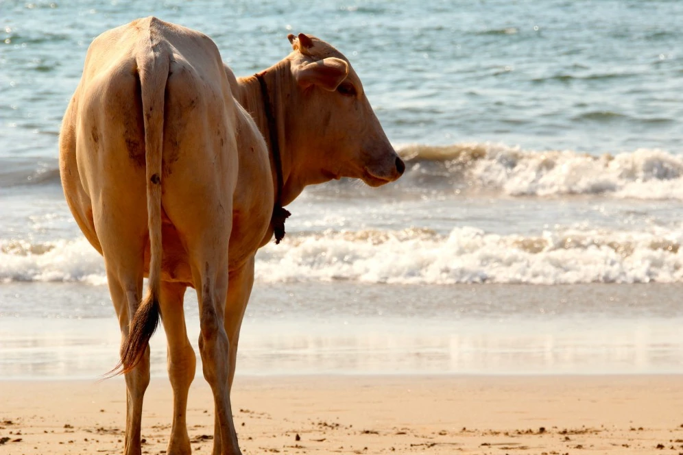 Cow Photo, Images and Pics 2 cow ki image on beach