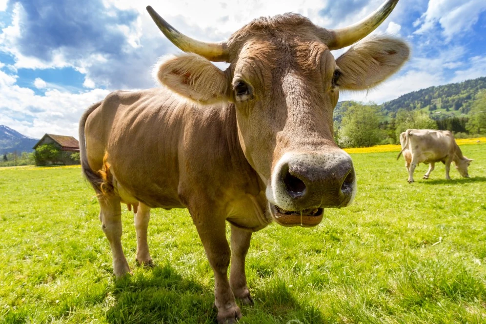 Cow Photo, Images and Pics 3 cow ki image white