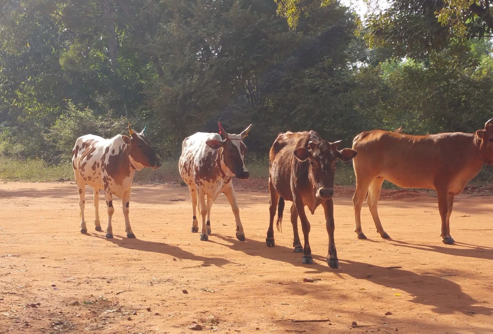 Cow Photo, Images and Pics 4 cow ki image