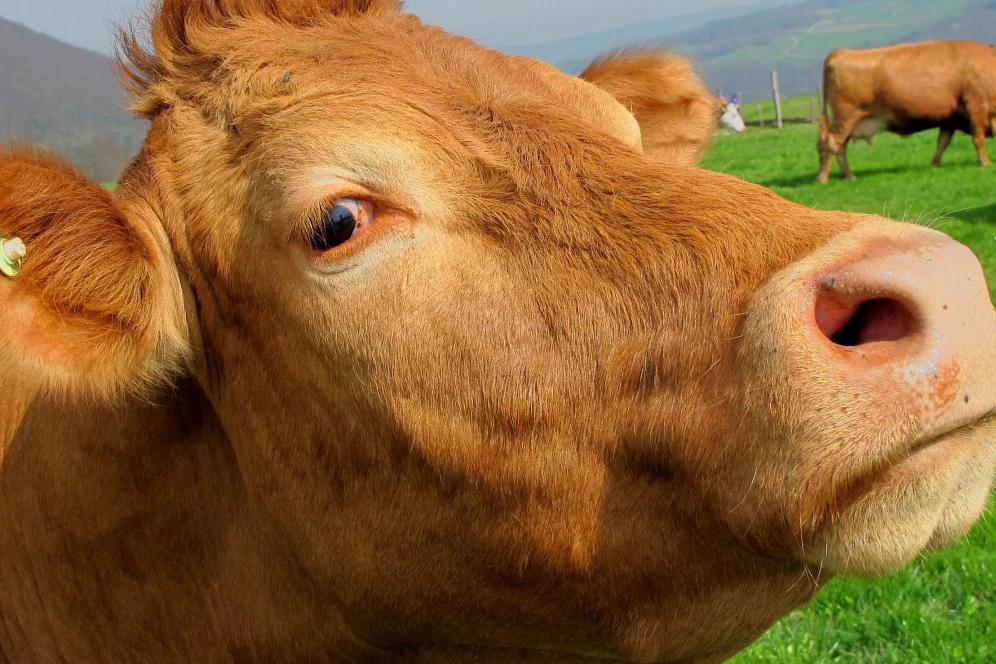 Cow Photo, Images and Pics 6 cow ki photo