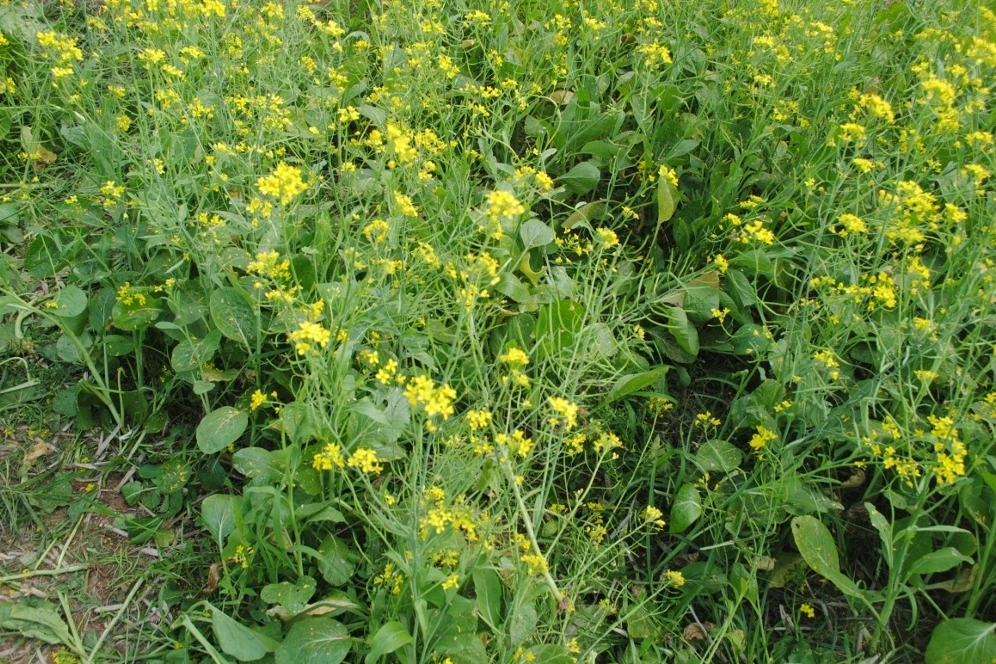 Khet Ki Photo, Images and Pics 4 sarso ke khet ki photo