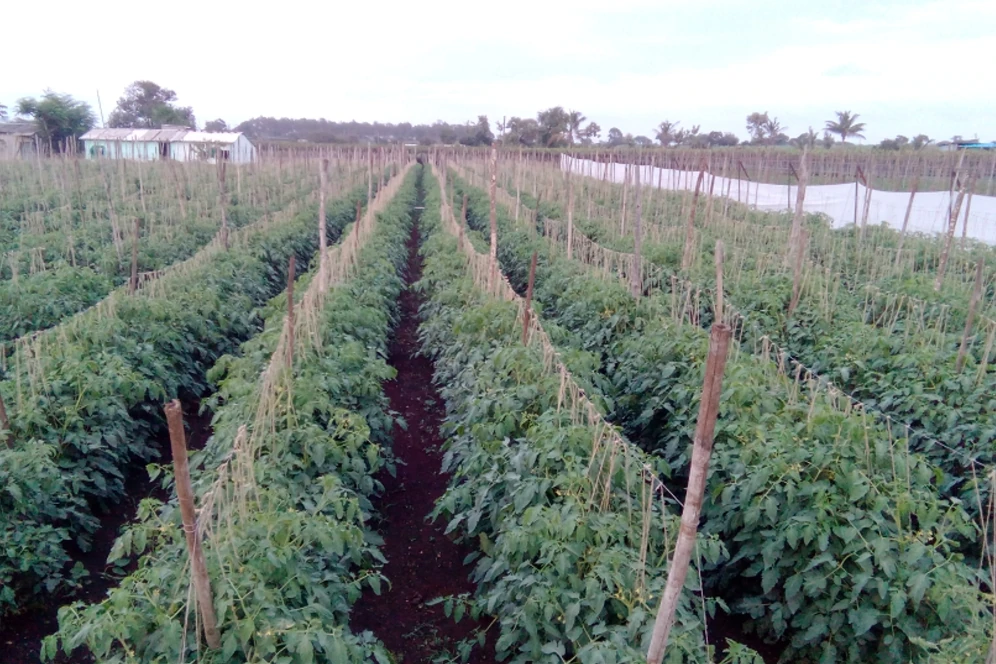 Khet Ki Photo, Images and Pics 2 tamatar ke khet ki photo