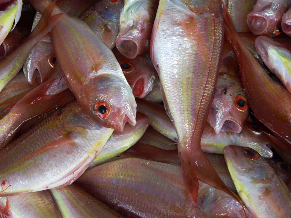 Samundri Machli Photo, Images and Pics 5 sea fish image