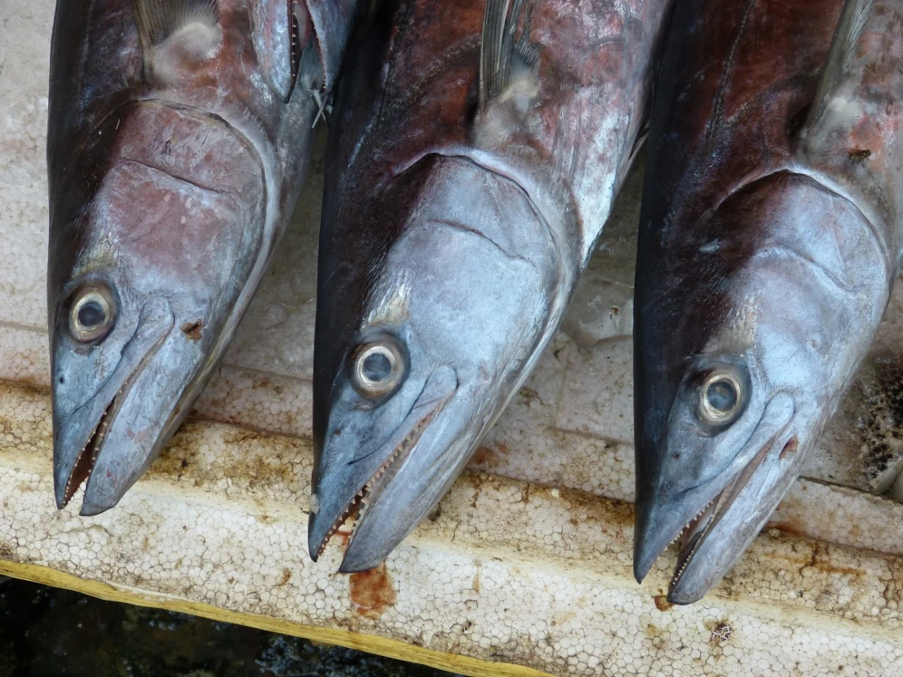 Samundri Machli Photo, Images and Pics 6 sea fish pic