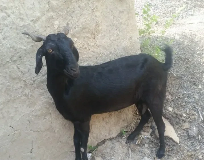 Bakri Ki Photo, Pic & Image 4 kale bakri ki photo