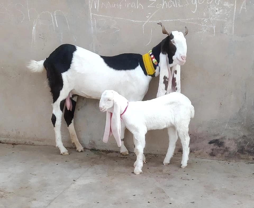 Bakri Ki Photo, Pic & Image 3 bakri ki taswir pic