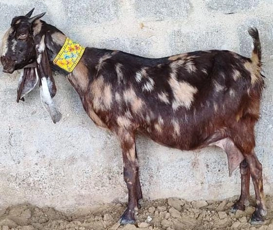 Bakri Ki Photo, Pic & Image 2 bakri