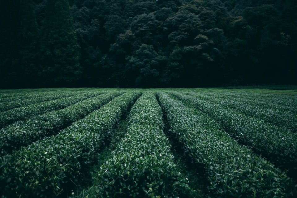 Tea Farm Image, Pic & Photos 2 chai ke bagan