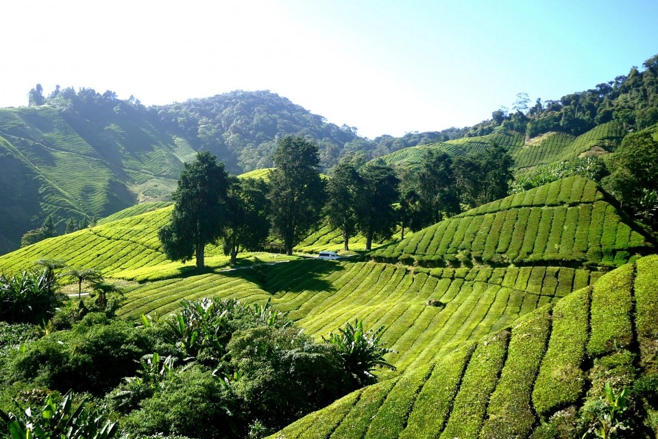 Tea Farm Image, Pic & Photos 3 chai ke farm