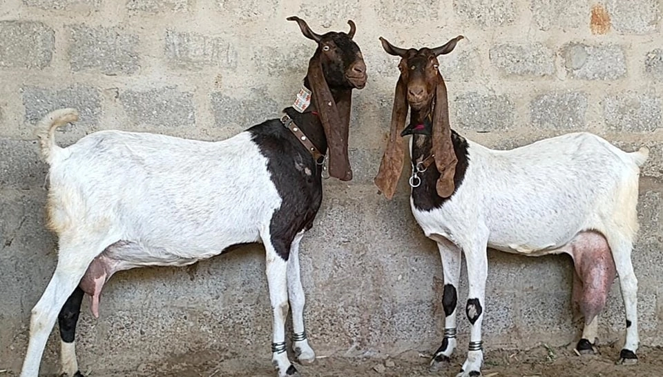Bakri Ki Photo, Pic & Image 5 goat ki picture