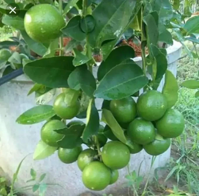 Nimbu Ka Photo, Image & Pics 2 lemon plant