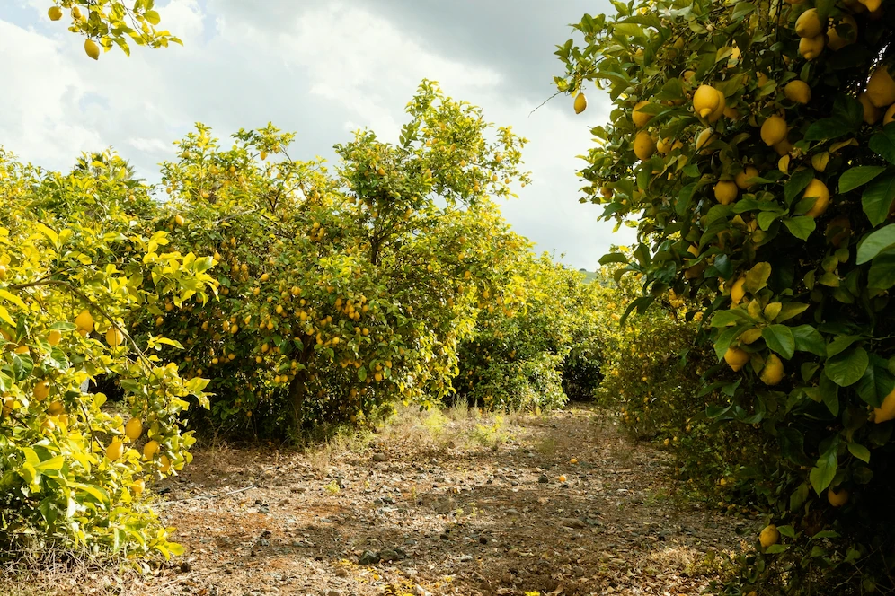 Nimbu Ka Photo, Image & Pics 3 lemon tree
