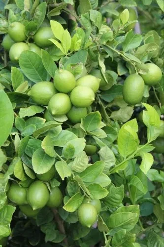 Nimbu Ka Photo, Image & Pics 5 nimbu