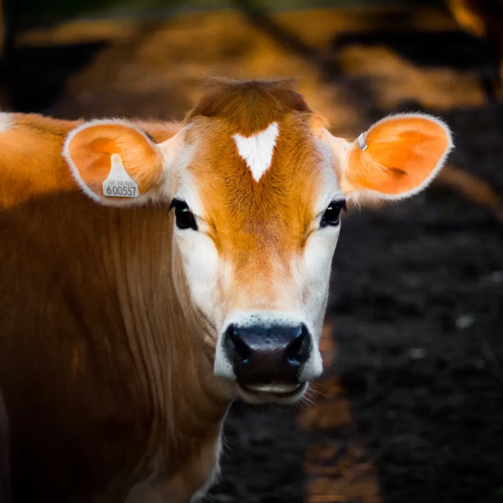 Cow Ki Photos, Pic and Images 3 cow ki photo