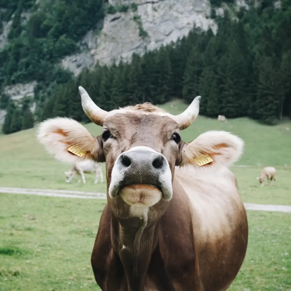 Cow Ki Photos, Pic and Images 2 cow ki photo image
