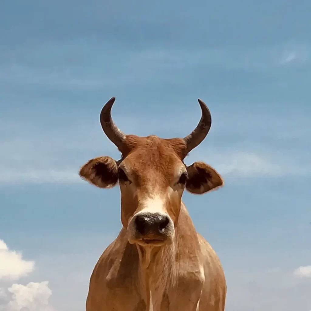 Cow Ki Photos, Pic and Images 4 cow ki simple image
